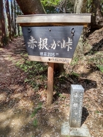 4月柏木山1246赤根ヶ峠小DSC_1484 (002).JPG