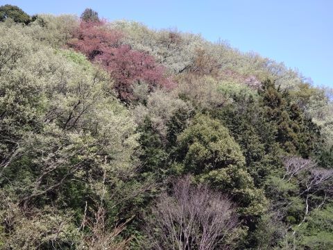 4月龍崖山1141公園風景DSC_1471 (002).JPG