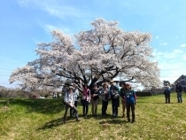 みつこの一本桜 小川班s.jpg