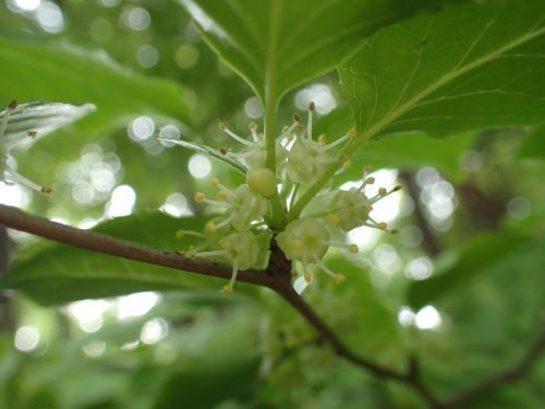 アオハダ 青膚 天地 あめつち に遊ぶ