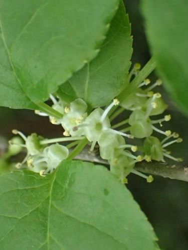 アオハダ 青膚 天地 あめつち に遊ぶ