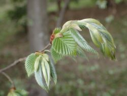 CkVfP4010370.JPG