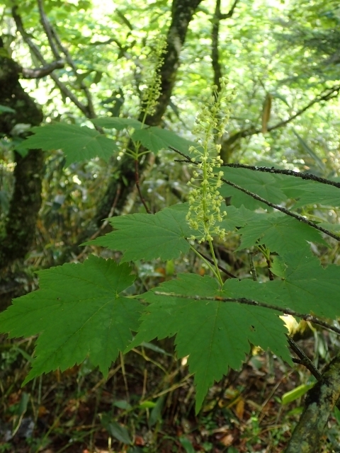  IKoi P7139968.JPG