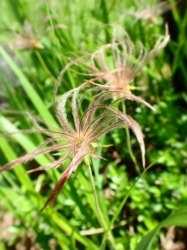  `O}s P7139972.JPG