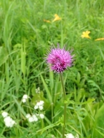  mAU~s P7129718.JPG