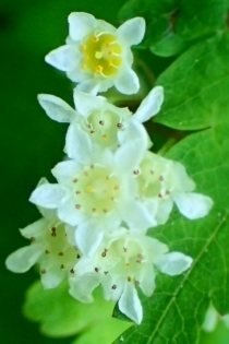 ԗ RSEcMP6028651.JPG