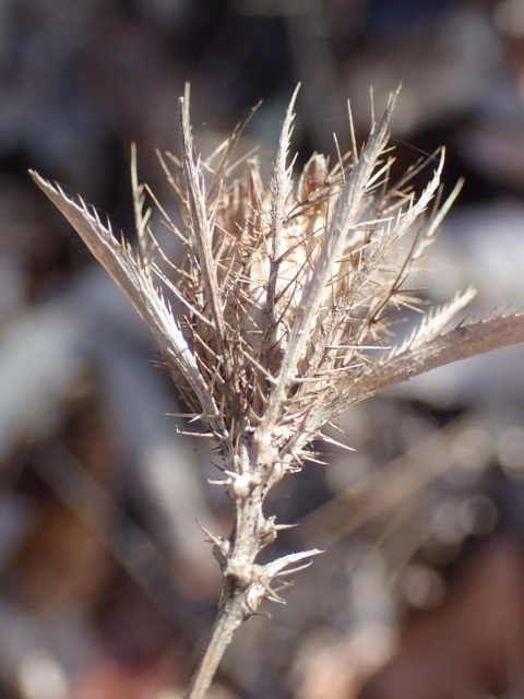 P1229919 IPm.JPG