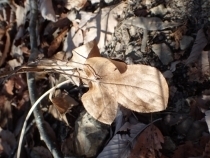 P1229936 IPs.JPG