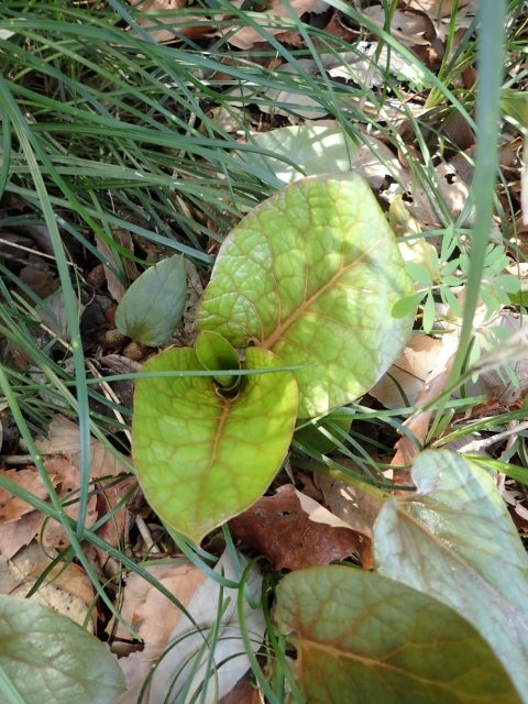 P3180521 Eom.JPG