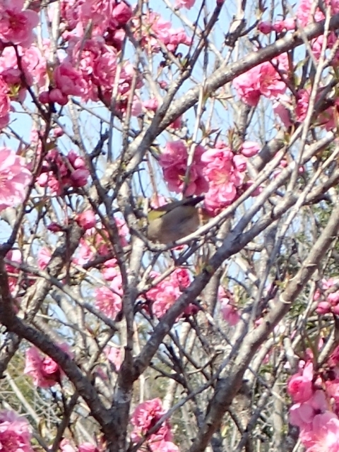 P3210565 WHm.JPG