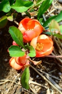 P3223683 NT{Ps.jpg