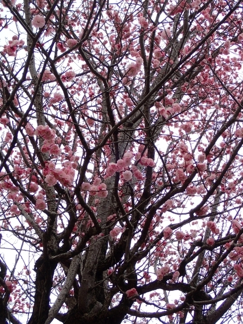 P3240595 AY E ̎iHm.JPG