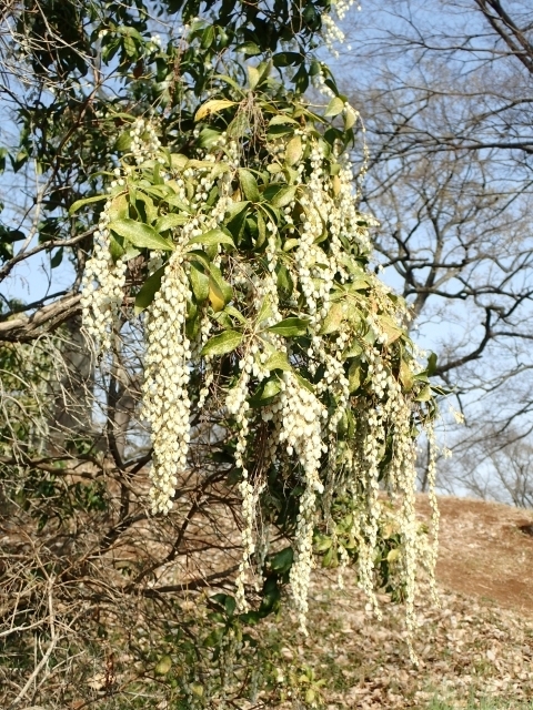 P3250602 AZrm.JPG