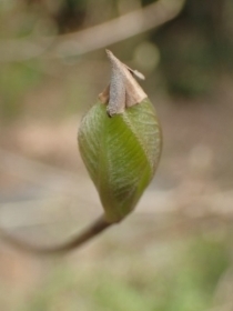 P3280621 Eủs.JPG