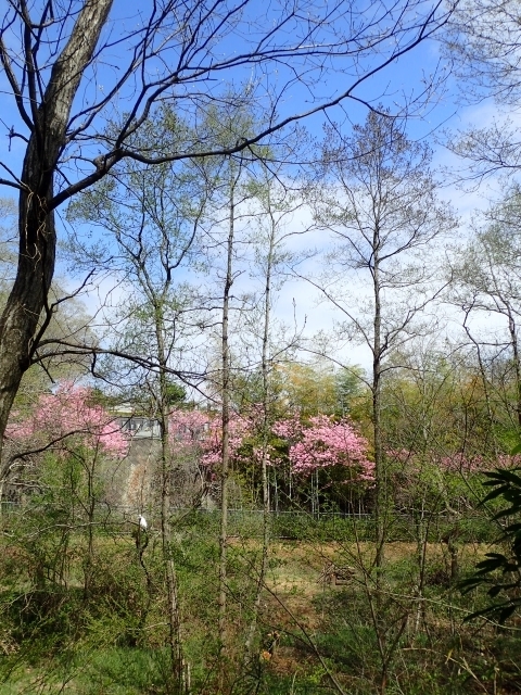 P3280629 nmLm.JPG