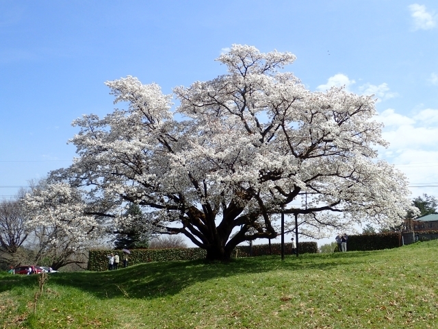 P3280641 ݂̈{ml.JPG