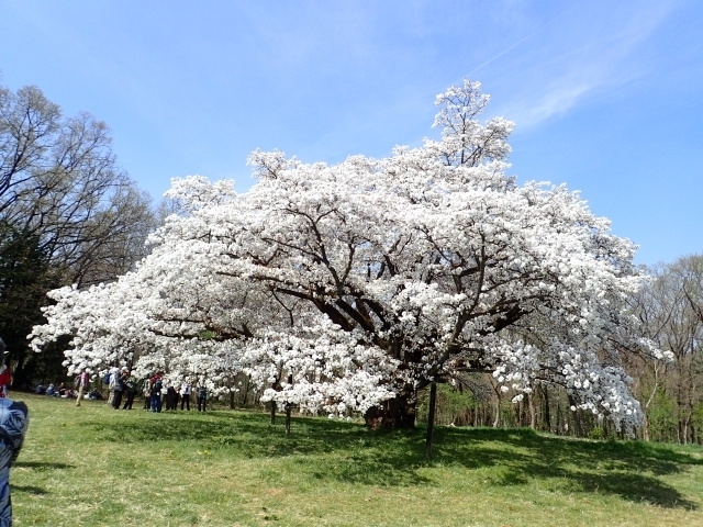 P3280654 {ml.JPG