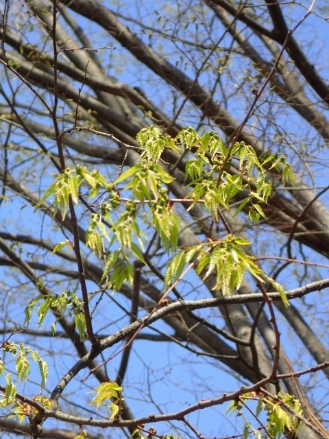 P3280657 PL 萁m.JPG