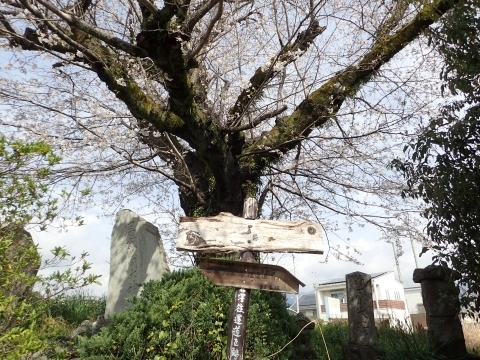 P3300739 ̌Öm.JPG