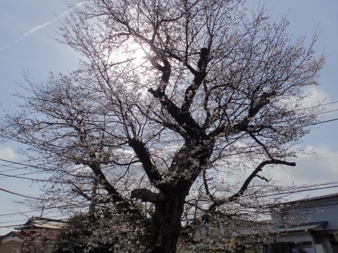 P3300742 ̌Öm.JPG