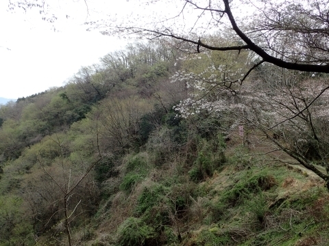 P3300786 Ɖ萁m.JPG