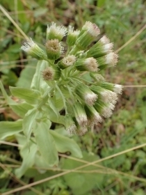 P3300820 tLmgEs.JPG