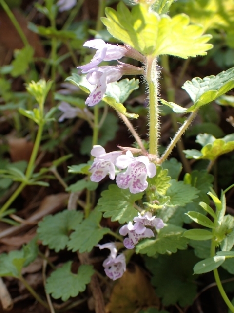P3300828 JLhIVm.JPG