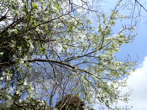 P3300832 RuVm.JPG