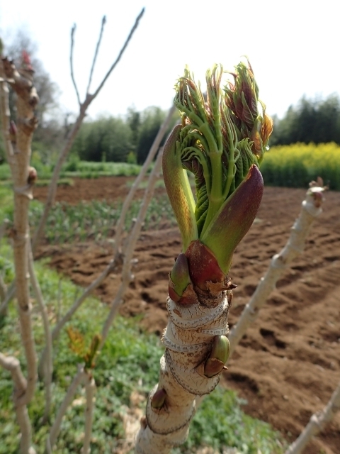 P3300860 _.JPG