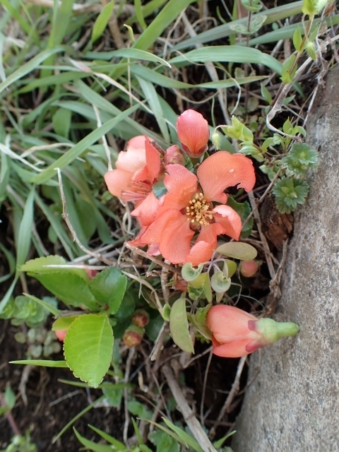 P3300863 NT{P.JPG