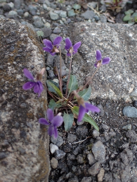 P3300865 qX~.JPG