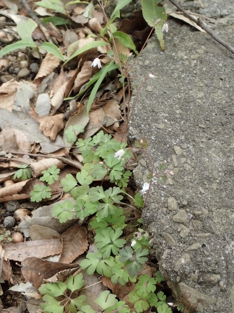 P4101270 qEYm.JPG