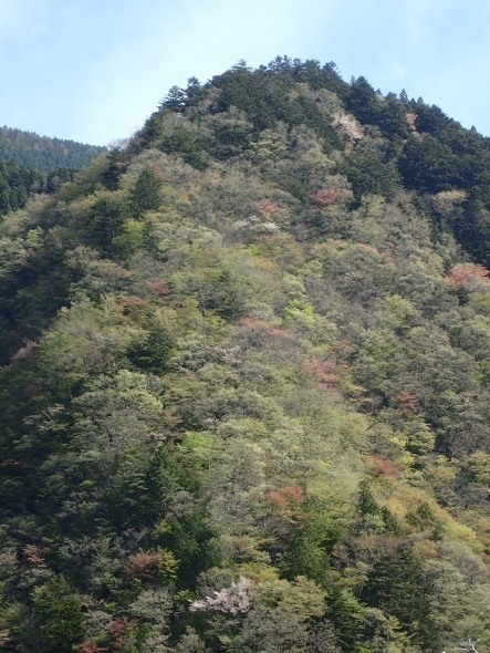 P4120157惣岳山? (443x590).jpg