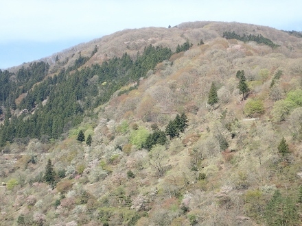 P4120160 (440x330).jpg