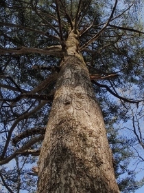P4120181モミ (210x280).jpg