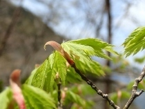 P4120265 (210x158).jpg