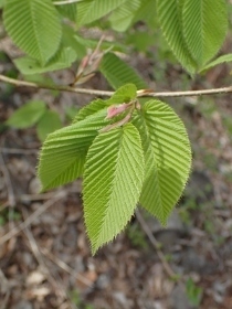 P4120276 (210x280).jpg
