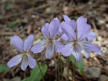 P4120280 (440x330).jpg