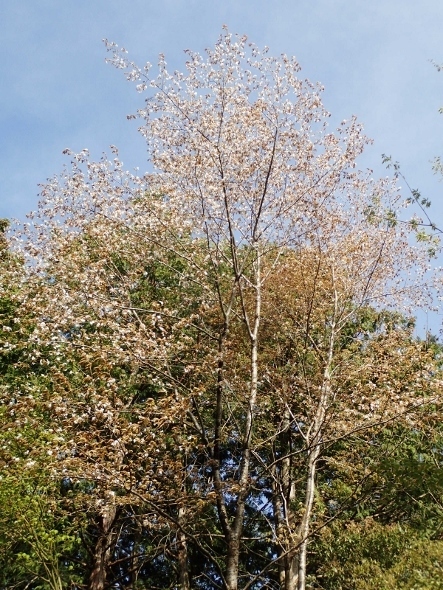 P4120323 (443x590).jpg