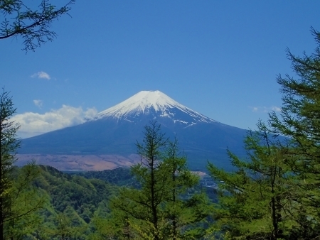 P4275006 (2) 唐松と富士山m.jpg