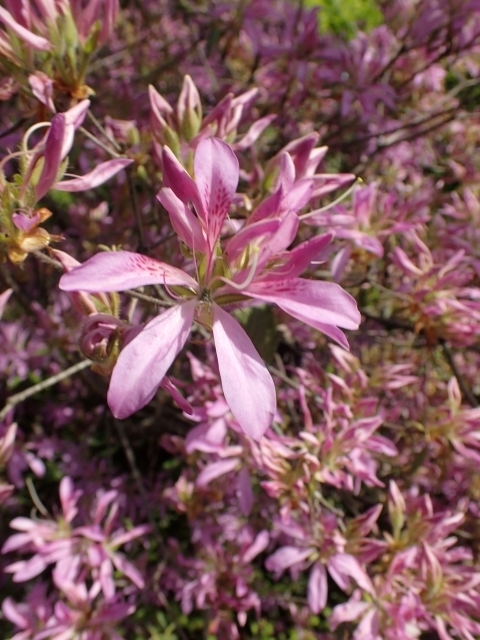 P5031734 ˃ccW Ԏm.JPG