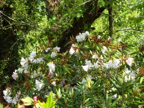 P5031735 nNTVNiQHm.JPG