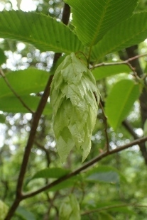 P5172015 (207x310).jpg