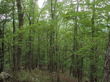 P5172050 (440x330).jpg