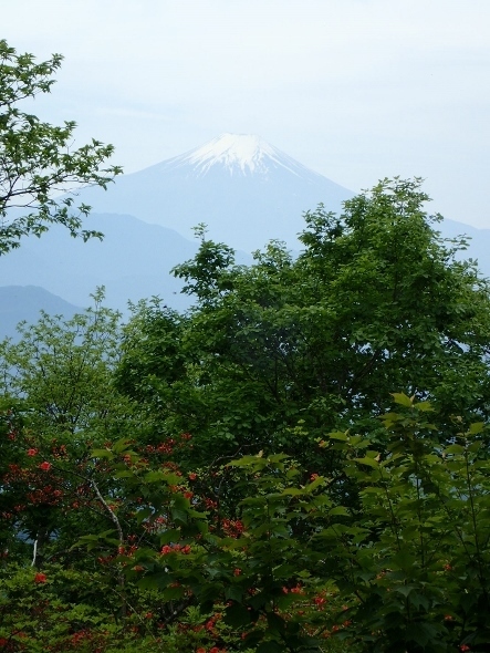P5172073富士山 権現山より (443x590).jpg