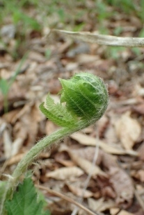 P5172097クサソテツ (207x310).jpg