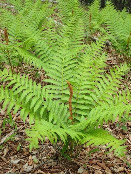 P5172098 (443x590)クサソテツ.jpg