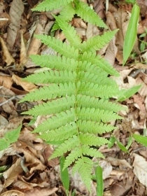 P5172099 (210x280)クサソテツ.jpg