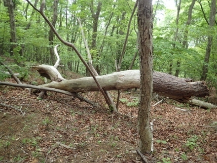 P5172109 (440x330).jpg