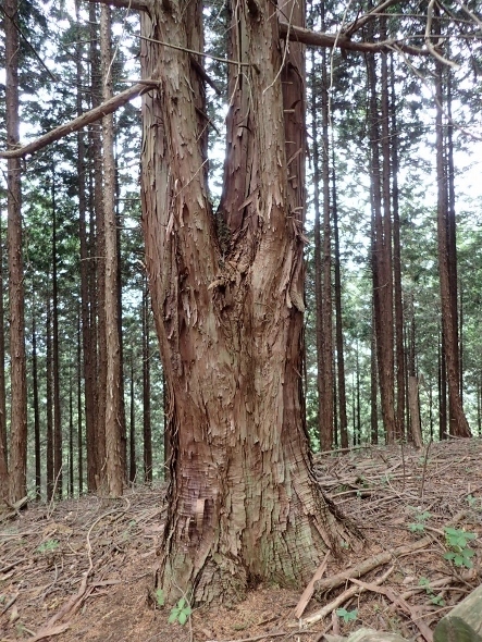 P5172136 (443x590).jpg